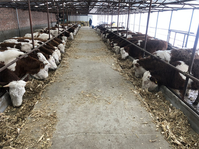 平頂山西門塔爾大型中轉基地 現(xiàn)代畜牧漁業(yè)飼料銷售的關鍵樞紐